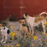 World Cup Preparations Reportedly Call For The Culling Of Millions Of Stray Dogs